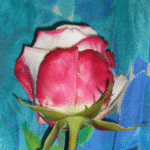Rose pétales blancs et rouge clair sur fond de dégradés de bleus